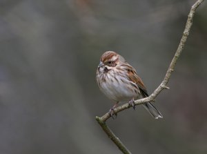 Lady Bunting