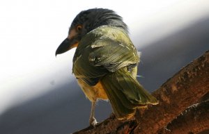 Greyheaded Bush Shrike