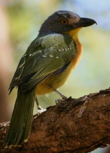 Greyheaded Bush Shrike