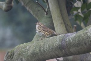 Song Thrush