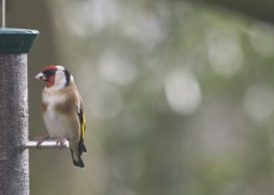 Goldfinch