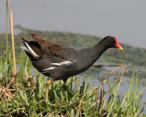 Common Moorhen