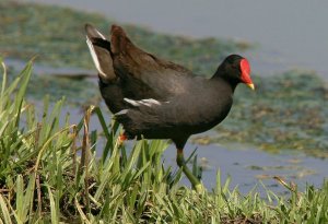 Common Moorhen