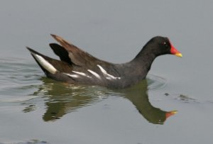 Common Moorhen