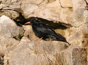 I'm Choughed