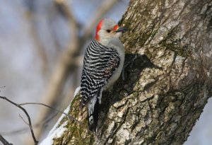 Female Red Bellied Woodpecker