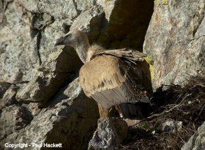 Digiscoped Griffon Vulture Monfrague NP, Extremadura, Spain