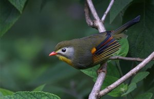 Red-billed Leiothrix