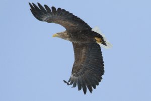 White Tailed Eagle