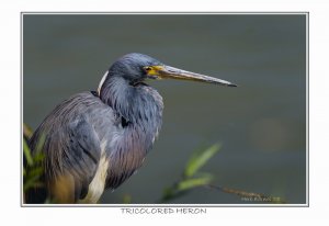 Tricolored Heron