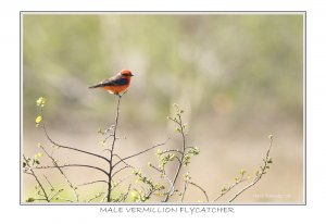 Male Vermillion Flycatcher