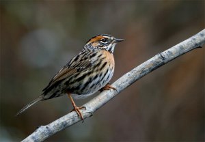 Rufous-breasted Accentor