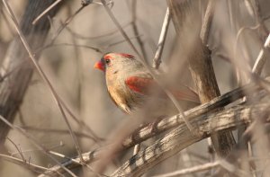 Female Cardinal