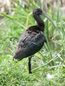 Glossy Ibis