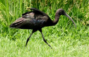 Glossy Ibis