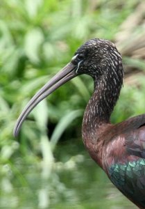 Glossy Ibis