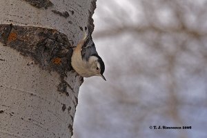 White-breasted Nuthatch