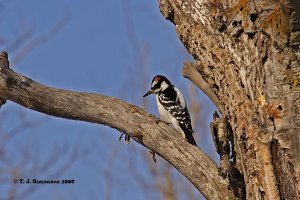 Hairy Woodpecker