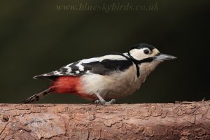 woodpecker on my log