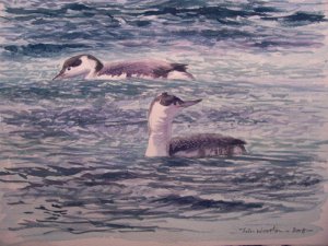 red throated diver painting