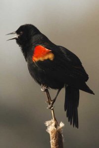 Red-Winged Blackbird