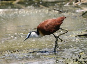 African Jacana