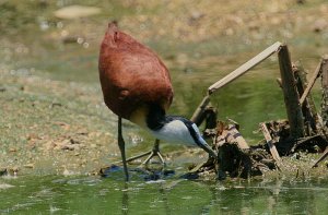 African Jacana