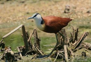 African Jacana