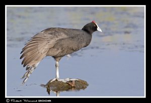 Red-knobbed Coot