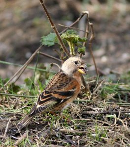 Brambling