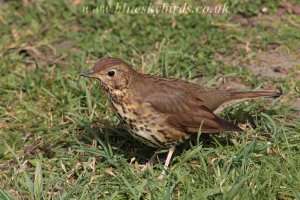 song thrush