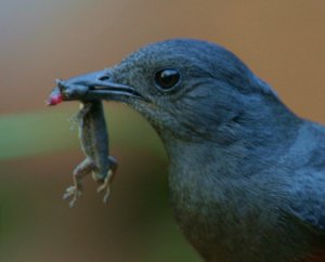 Mocking cliff Chat