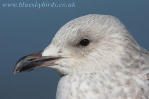 herring gull