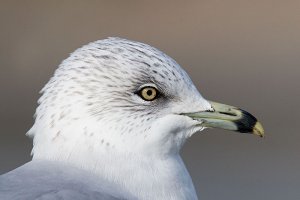 Ring-bill Gull closeup