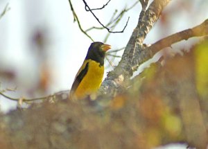 HOODED GROSBEAK for DATABASE