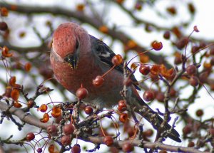 Pine Grosbeak  New York, USA