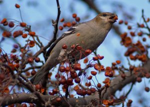 Pine Grosbeak  New York, USA