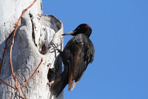 Black Woodpecker up close