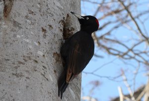 Another Black Woodpecker