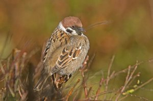 Tree Sparrow - Passer montanus