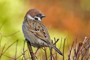 Tree Sparrow - Passer montanus