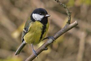 Great Tit - Parus major