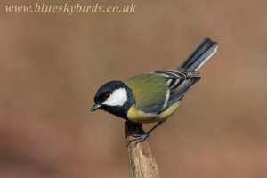 just a great tit