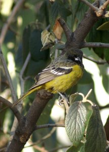 SCOTT'S ORIOLE NEW YORK CITY