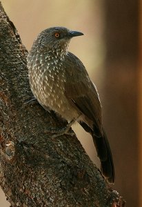 Arrow-marked Babbler