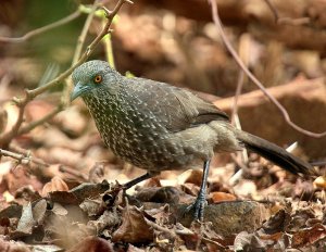 Arrow-marked Babbler