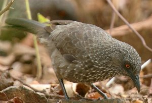 Arrow-marked Babbler