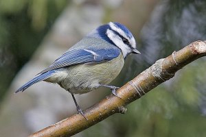 Blue Tit - Parus caeruleus