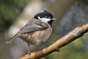 Coal Tit - Parus ater