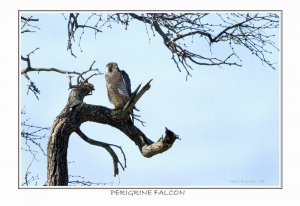 Perigrine Falcon